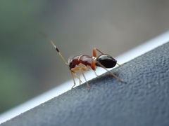 Teleorhinus