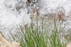 Juncus macrandrus