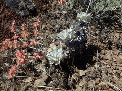 Eriogonum saxatile