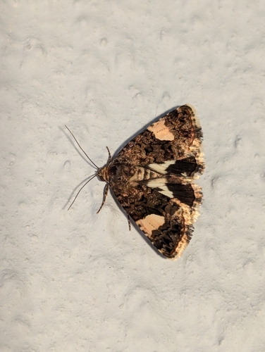 Four-spotted Moth