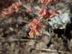 Eriogonum saxatile