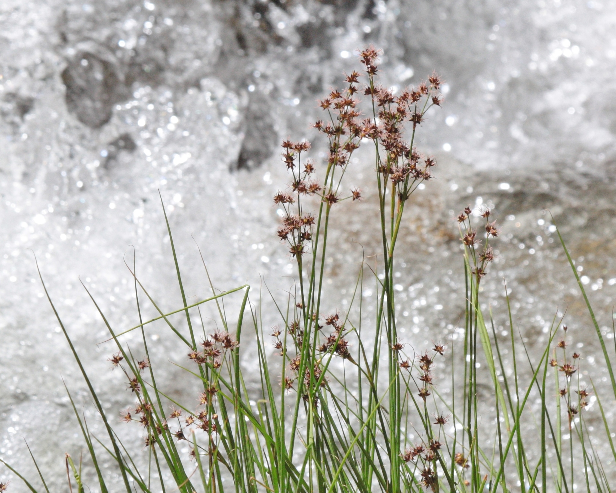 Juncus macrandrus