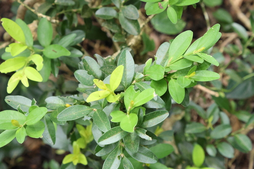 Buxus liukiuensis, photograph 3
