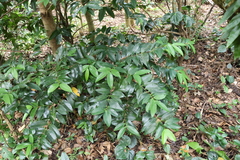 Memecylon lanceolatum, photograph (c) 林正文, some rights reserved (CC BY)