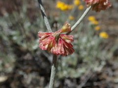 Eriogonum saxatile