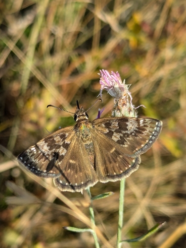 Dingy Skipper