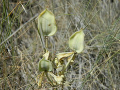 Calochortus nitidus