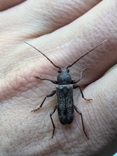 velvet longhorned beetle