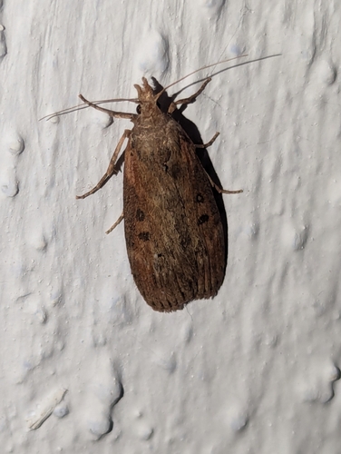 Theresian Moth