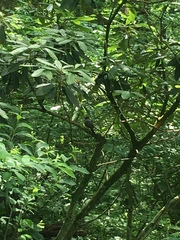 Dumetella carolinensis