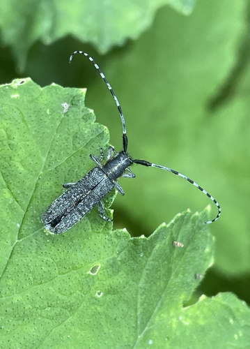 Golden-bloomed Longhorn Beetle, Panserweg, Zoutkamp, Groningen, NL, photo 7 of 10