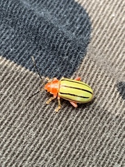 Disonycha quinquelineata