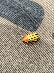 Disonycha quinquelineata