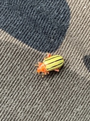 Disonycha quinquelineata