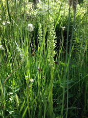 Platanthera huronensis