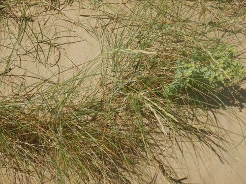 Image of Elymus farctus by no rights reserved
