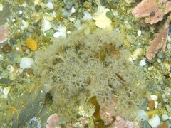 Themiste pyroides