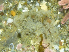 Themiste pyroides