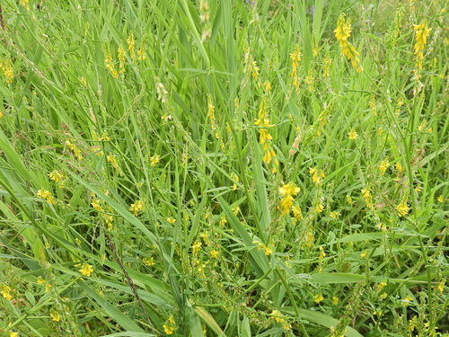Image of Melilotus altissimus by (c) Susan Marley, some rights reserved (CC BY)