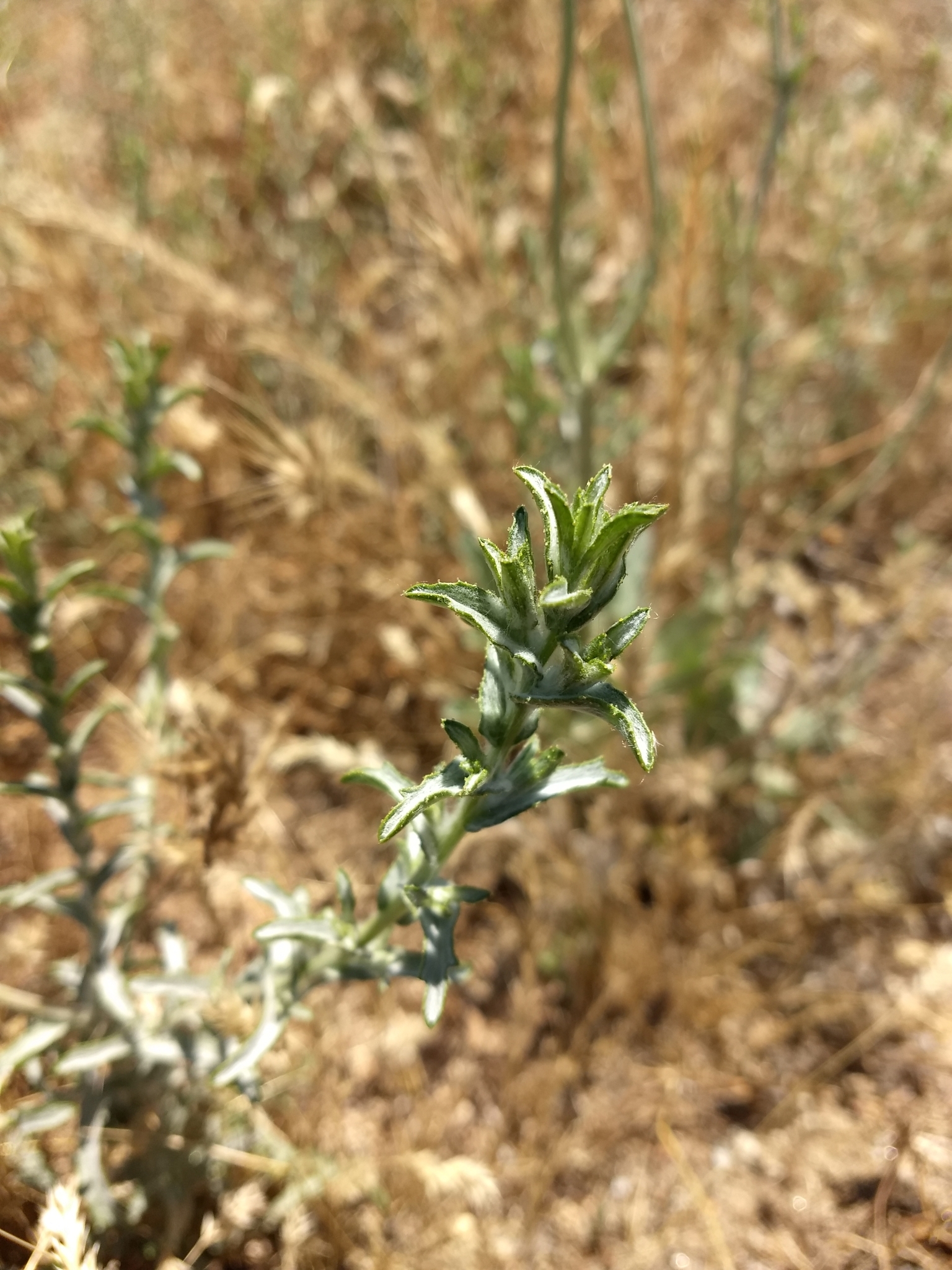 Lessingia glandulifera var. tomentosa