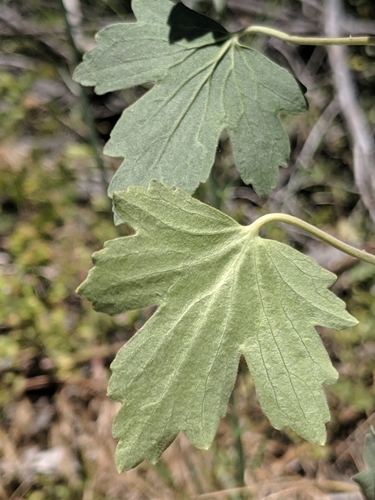 Ribes aureum