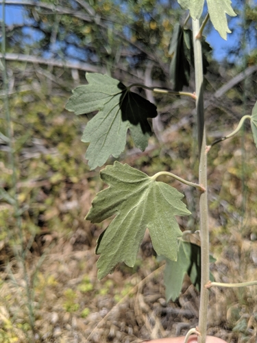 Ribes aureum