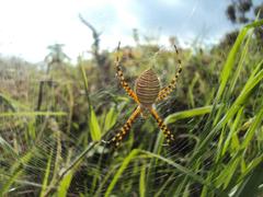 Argiope trifasciata