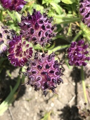 Trifolium barbigerum
