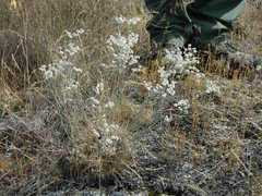 Eriogonum strictum
