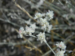 Eriogonum strictum