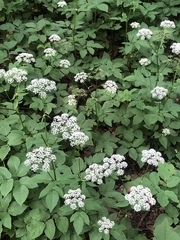 Aegopodium