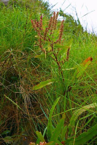 Rumex rupestris, photograph 6