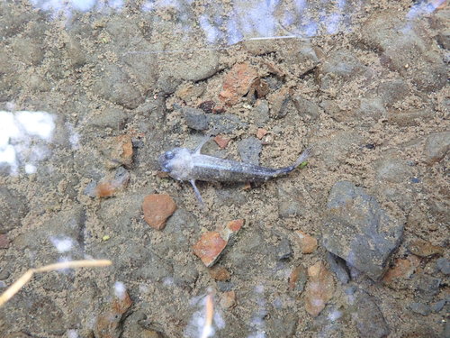 Cottidae