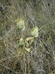 Calochortus nitidus