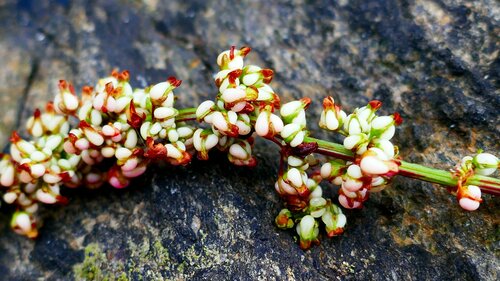 Rumex rupestris, photograph 5