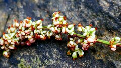 Rumex rupestris, photograph author not stated, no rights reserved