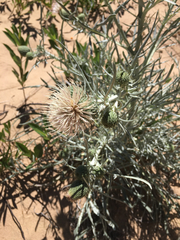 Cirsium pitcheri