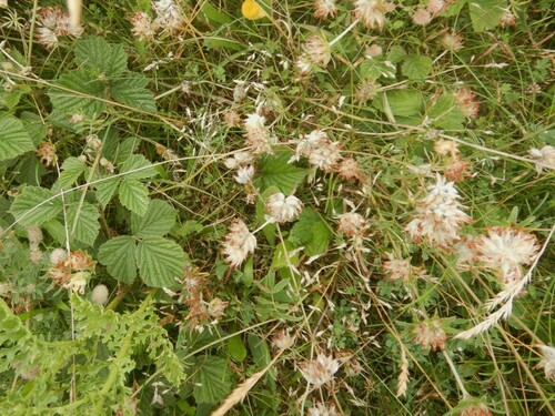 Poa humilis observed 2024-07-24