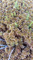 Sphagnum fuscum