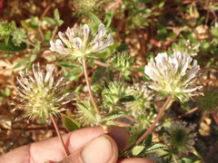 Trifolium obtusiflorum