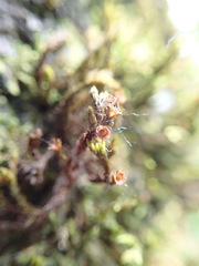 Schistidium apocarpum