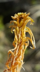 Sphagnum fuscum