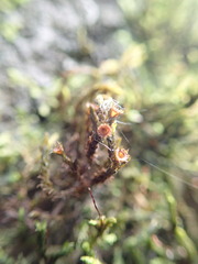 Schistidium apocarpum