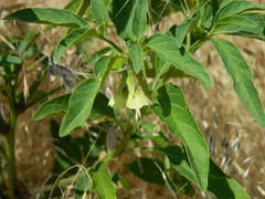 Physalis longifolia longifolia
