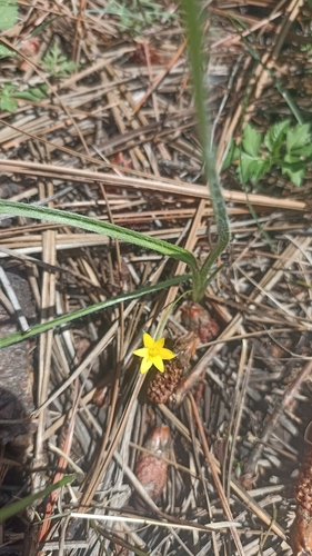 Image of Hypoxis mexicana by (c) Favian Flores Medina, some rights reserved (CC BY)