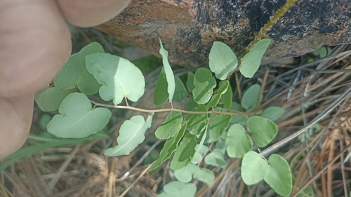 Image of Pellaea cordifolia by (c) Favian Flores Medina, some rights reserved (CC BY)