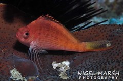 Cyprinocirrhites polyactis