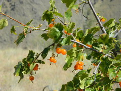 Ribes cereum colubrinum