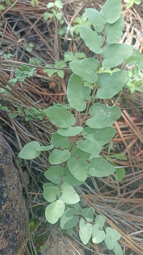 Image of Pellaea cordifolia by (c) Favian Flores Medina, some rights reserved (CC BY)
