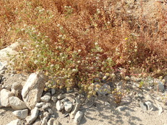 Trifolium obtusiflorum